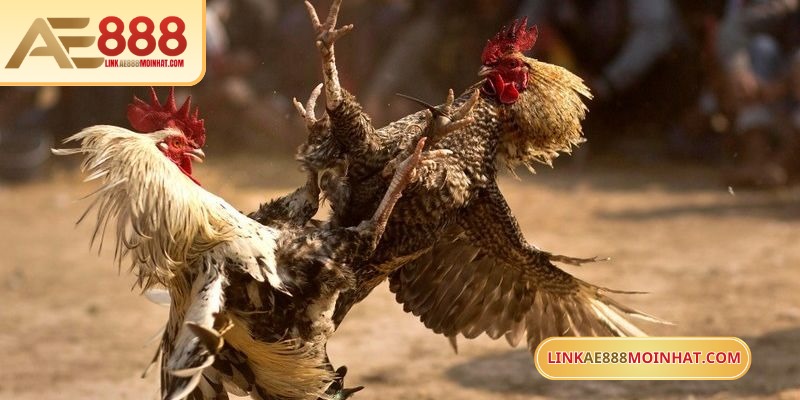 Mua Gà Đá Trên Mạng An Toàn Với Hướng Dẫn Chi Tiết 19 Lựa chọn gà dựa trên đặc điểm từng giống, cân nặng, kỹ năng