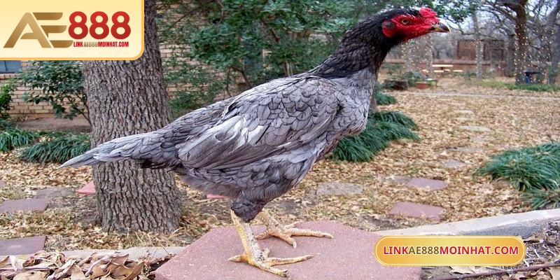 Lối Gà Chọi Hay Nhất - Bí Quyết Thắng Trận Từ Sư kê 18 Hình thức phù hợp cho kê sư bận rộn